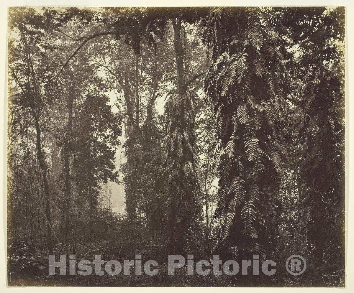 Art Photo : Darjeeling, India, Samuel Bourne, c 1903, Vintage Wall Decor :