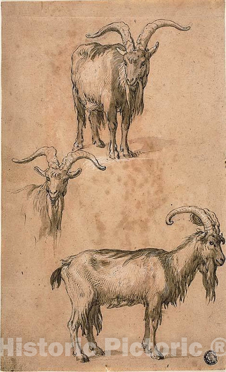 Art Print : Three Sketches of a Goat (recto) Drapery of Standing Female Figure (verso), Abraham Bloemaert, c.1576, Vintage Wall Decor :