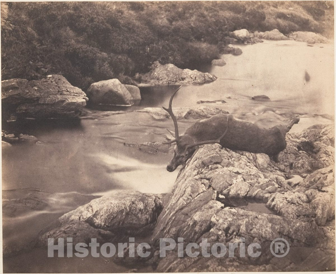 Photo Print : Horatio Ross - Dead Stag 1 : Vintage Wall Art