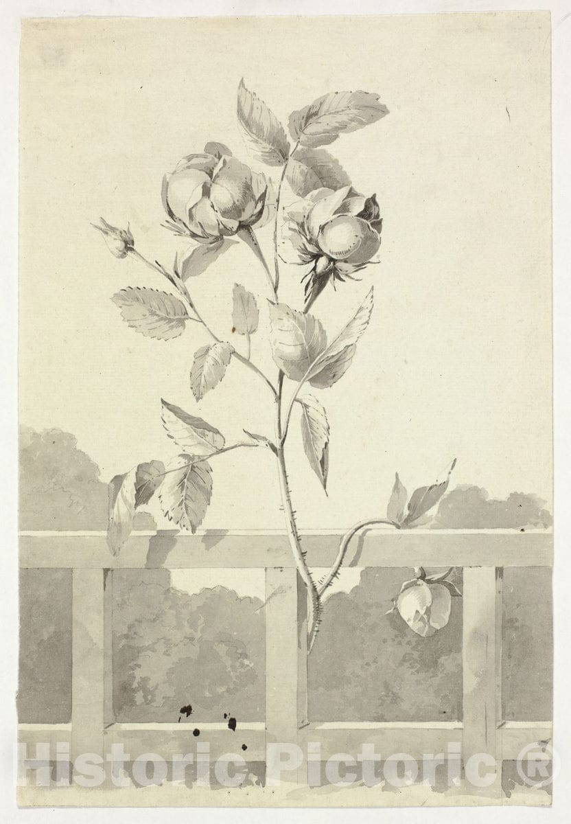 Art Print : Rose, Pierre Antoine Mongin, c 1959, Vintage Wall Decor :