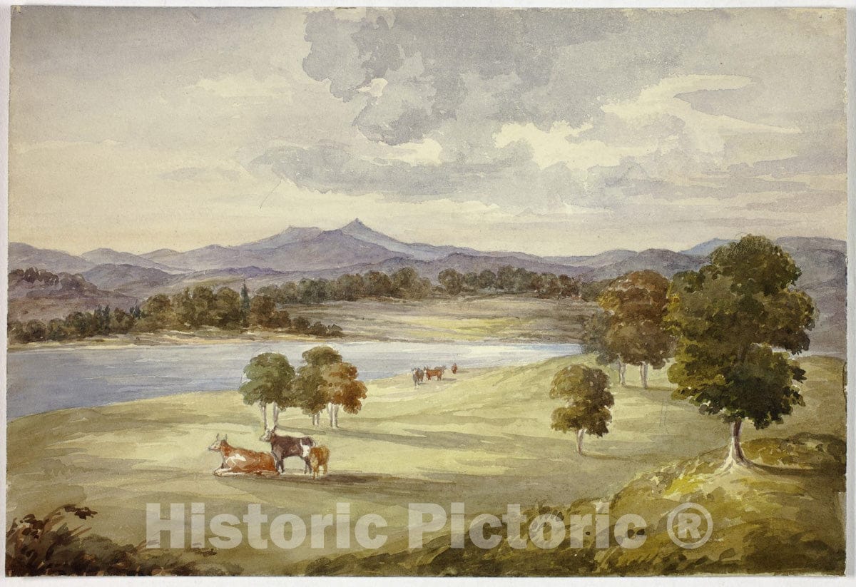 Art Print : Cows in Landscape, Elizabeth Murray, c 1964, Vintage Wall Decor :