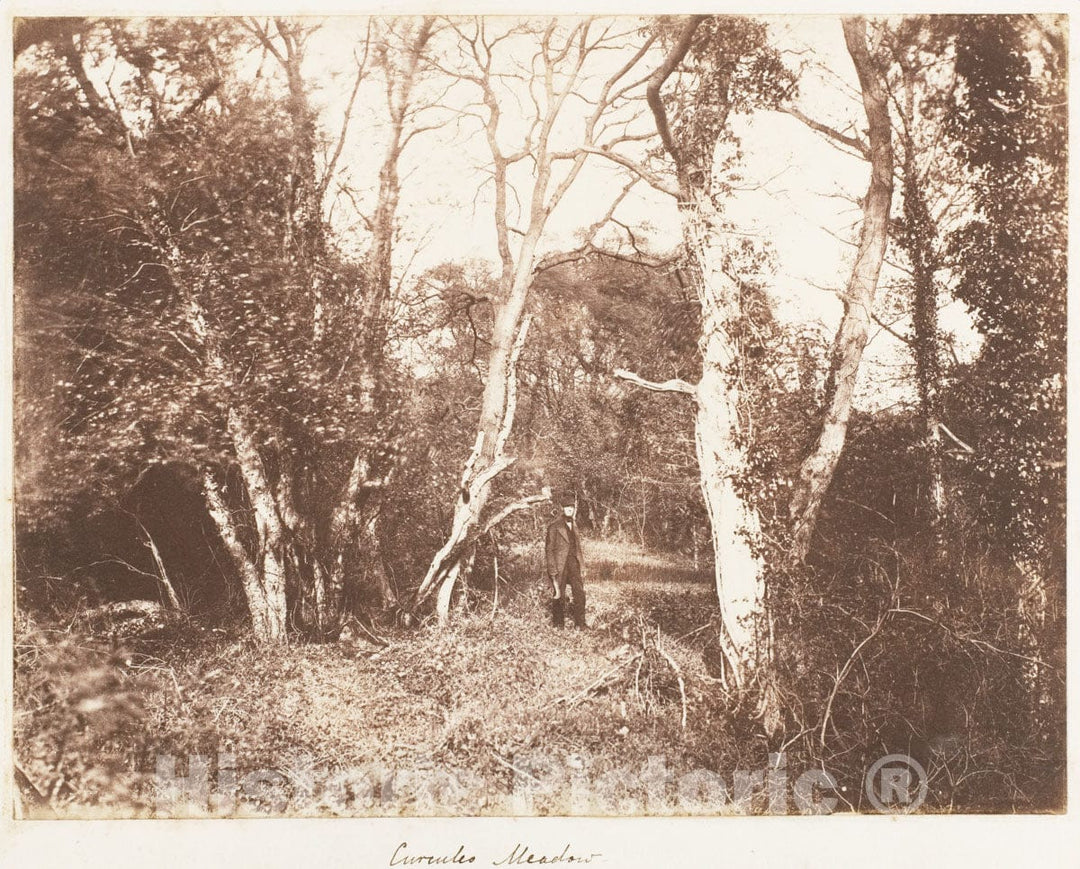 Photo Print : John Dillwyn Llewelyn - Cureuleo Meadow : Vintage Wall Art