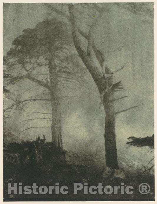 Photo Print : Henry Ravell - Fog and Cypress Trees : Vintage Wall Art