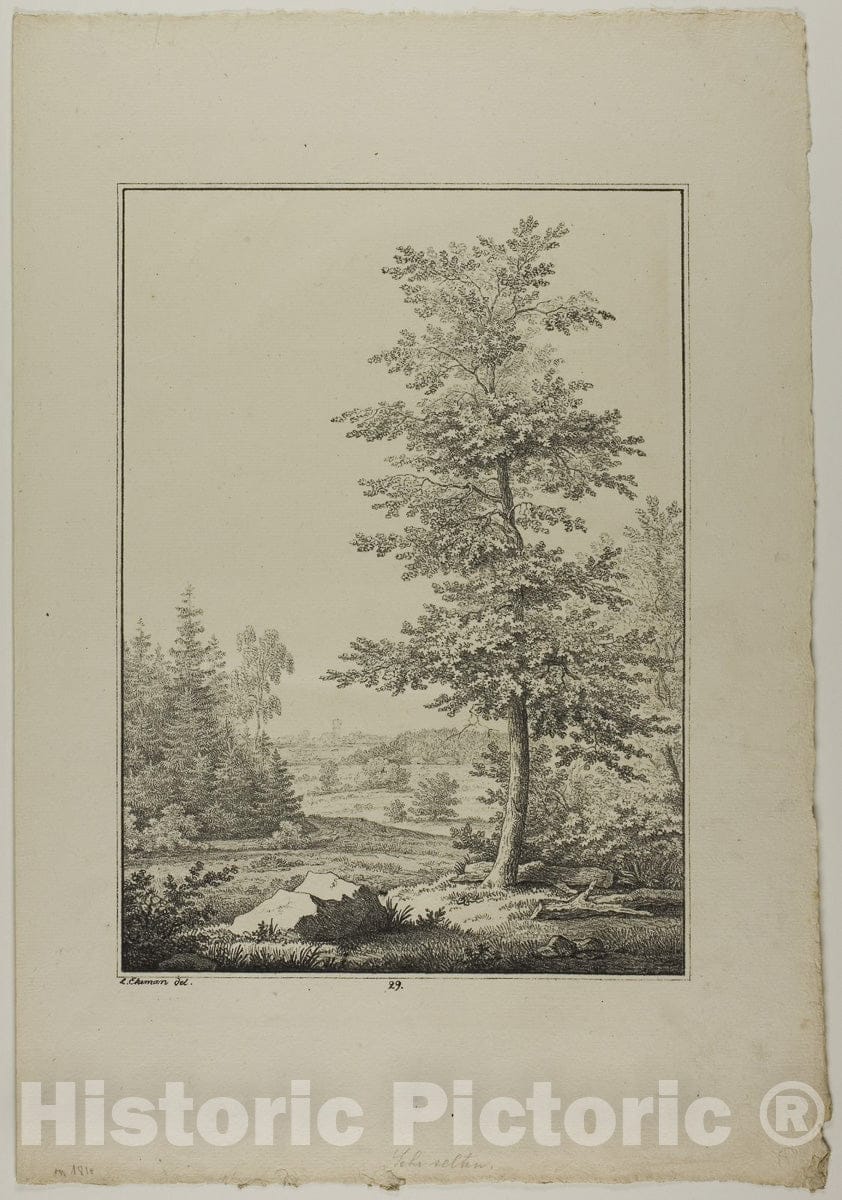 Art Print : Plate twenty-nine from Blatt Baum und Landschafts Studien, Lorenz Ekemann Alesson, c 1960, Vintage Wall Decor :