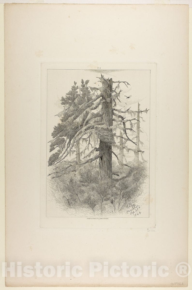 Art Print : Old Trees at Naushon Island, Robert Swain Gifford, c 1965, Vintage Wall Decor :