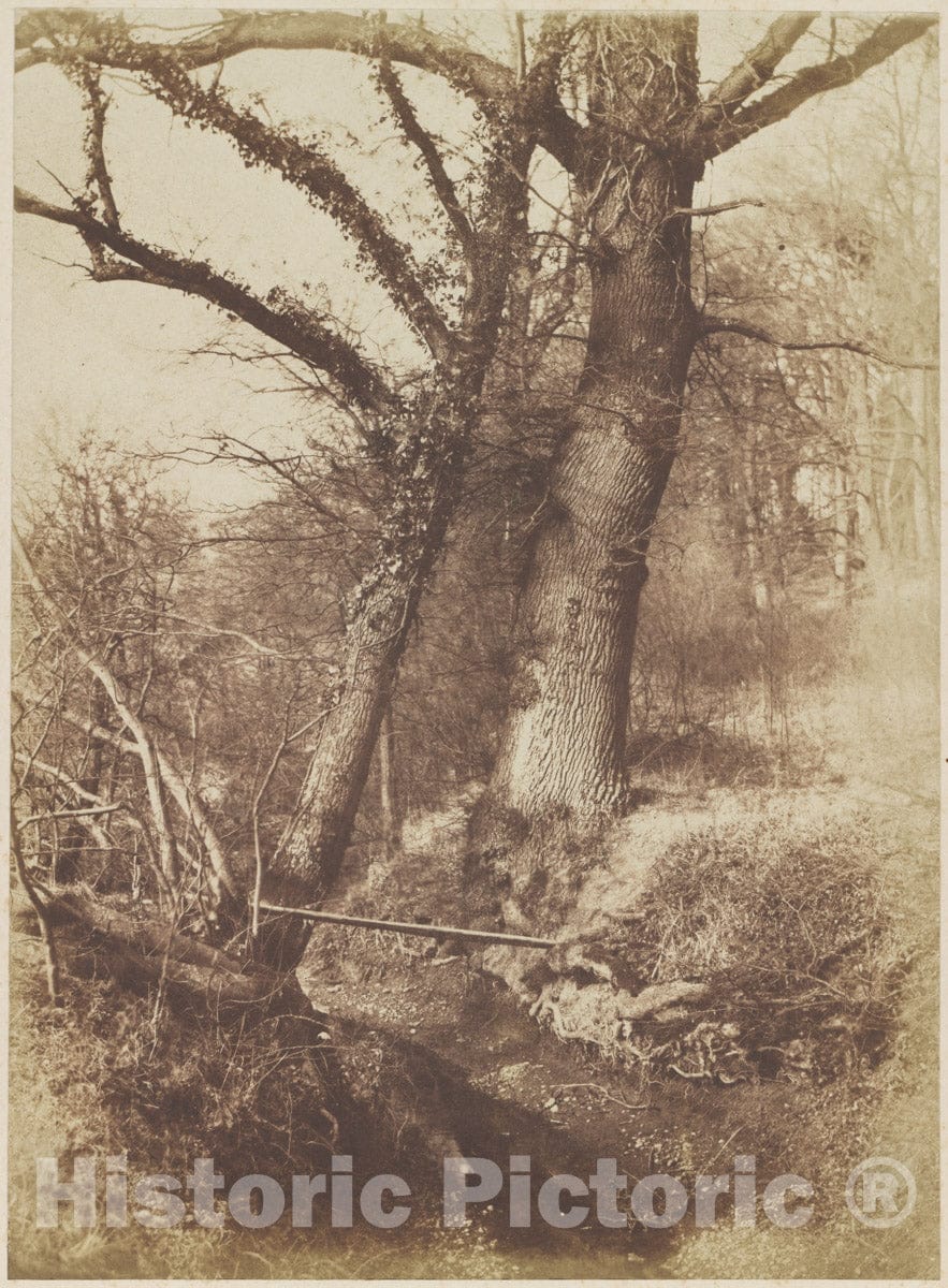 Photo Print : Thomas Keith - Trees : Vintage Wall Art