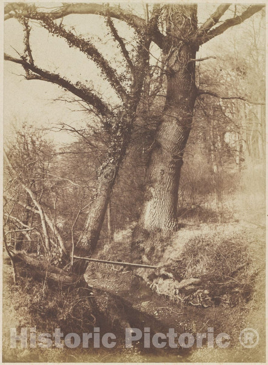 Photo Print : Thomas Keith - Trees : Vintage Wall Art