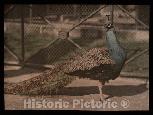 Art Print : Auguste-Marie-Louis-Nicolas Lumière - Peacock : Vintage Wall Art