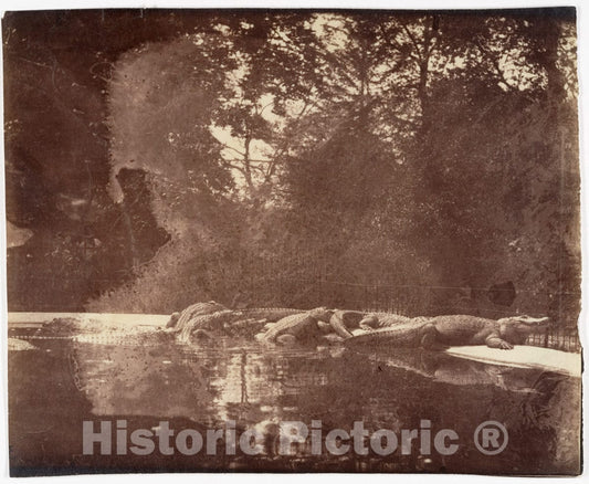 Photo Print : Eugène Atget - Jardin des Plantes : Vintage Wall Art