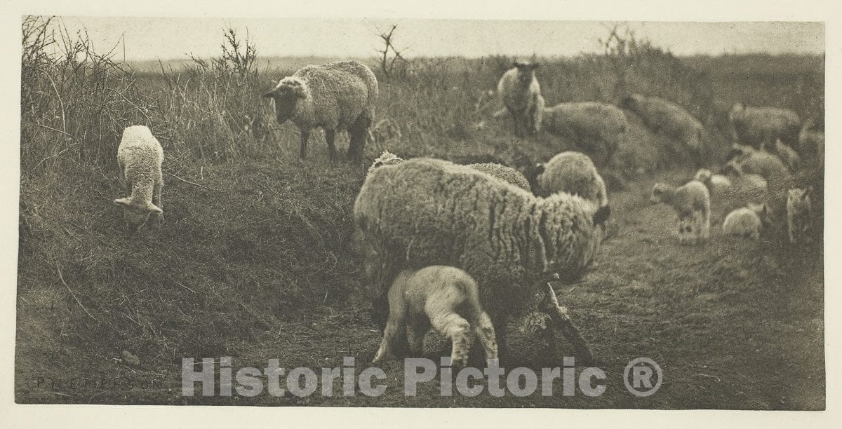 Art Photo : A March Pastoral (Suffolk), Peter Henry Emerson, c 1883, Vintage Wall Decor :