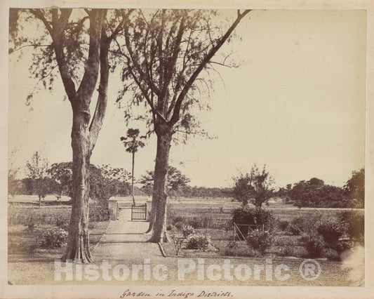 Photo Print : Captain R. B. Hill - Garden in Indigo Districts : Vintage Wall Art