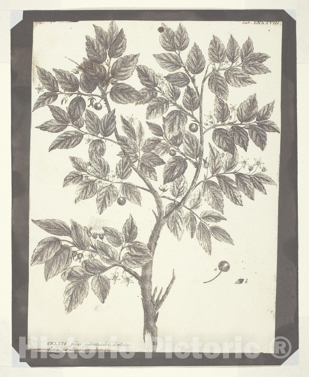 Art Photo : Copy of Botanical Engraving of "Celtis", William Henry Fox Talbot, c.1848, Vintage Wall Decor :