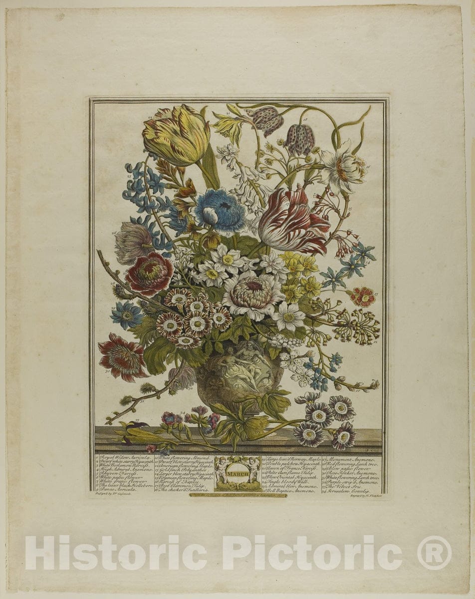 Art Print : March, from Twelve Months of Flowers, Henry Fletcher, c.1806, Vintage Wall Decor :