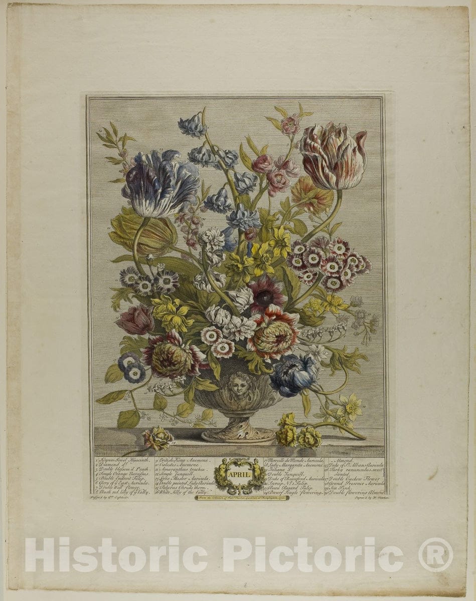 Art Print : April, from Twelve Months of Flowers, Henry Fletcher, c 1805, Vintage Wall Decor :