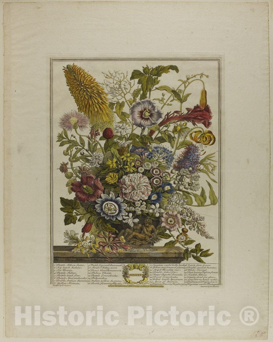 Art Print : August, from Twelve Months of Flowers, Henry Fletcher, c 1857, Vintage Wall Decor :