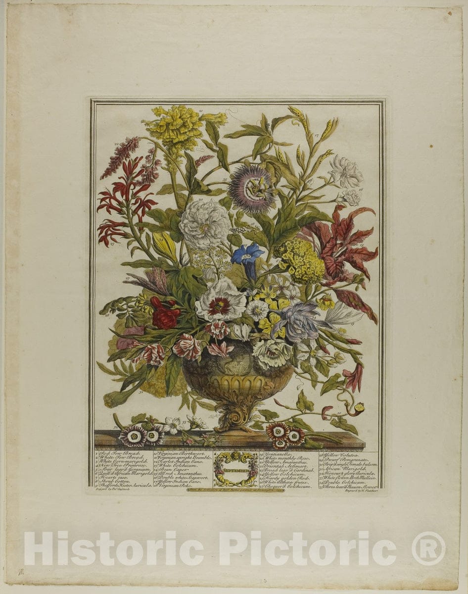 Art Print : September, from Twelve Months of Flowers, Henry Fletcher, c 1857, Vintage Wall Decor :