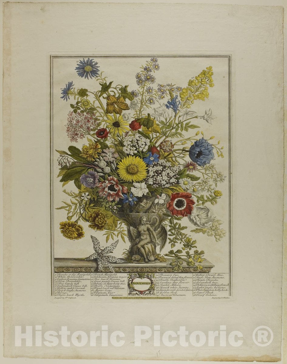 Art Print : November, from Twelve Months of Flowers, Henry Fletcher, c.1976, Vintage Wall Decor :