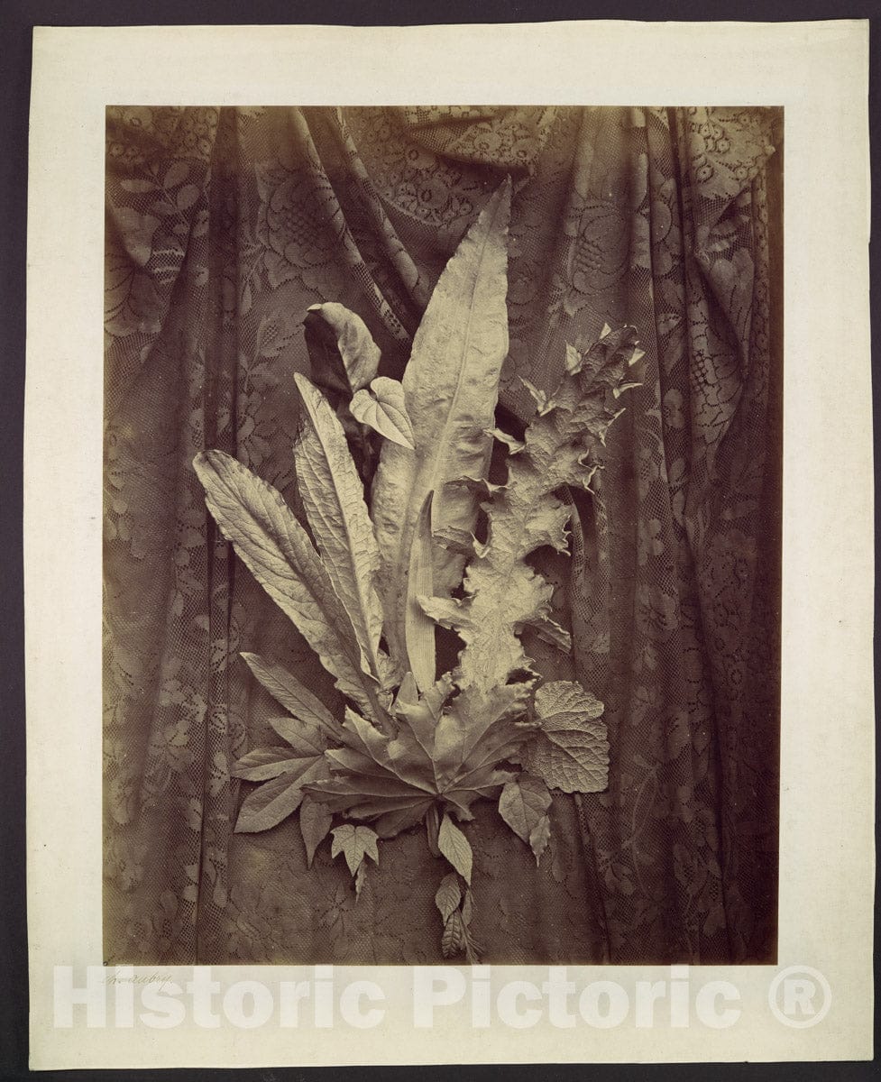 Photo Print : Charles Hippolyte Aubry - Study of Leaves on a Background of Floral Lace : Vintage Wall Art