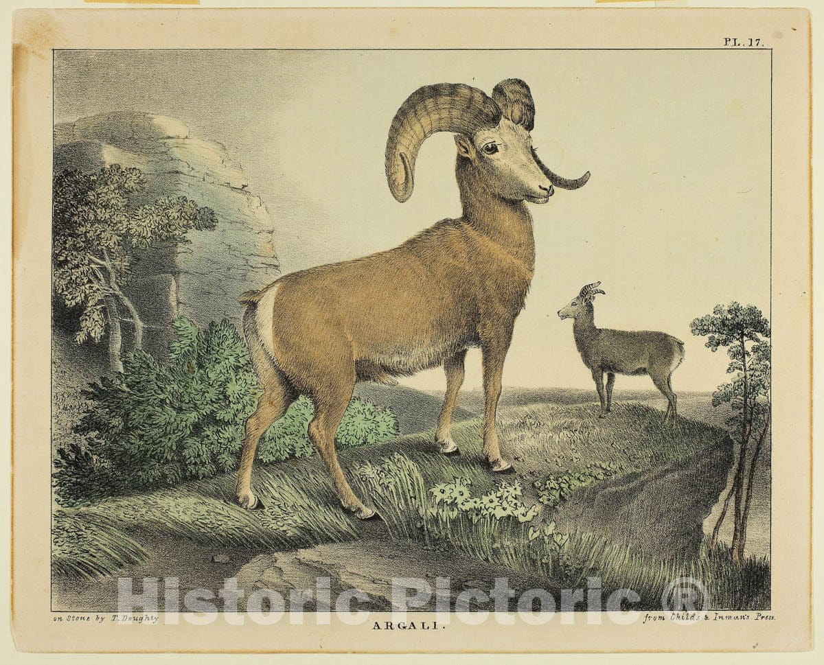 Art Print : Argali, Thomas Doughty, c 1918, Vintage Wall Decor :