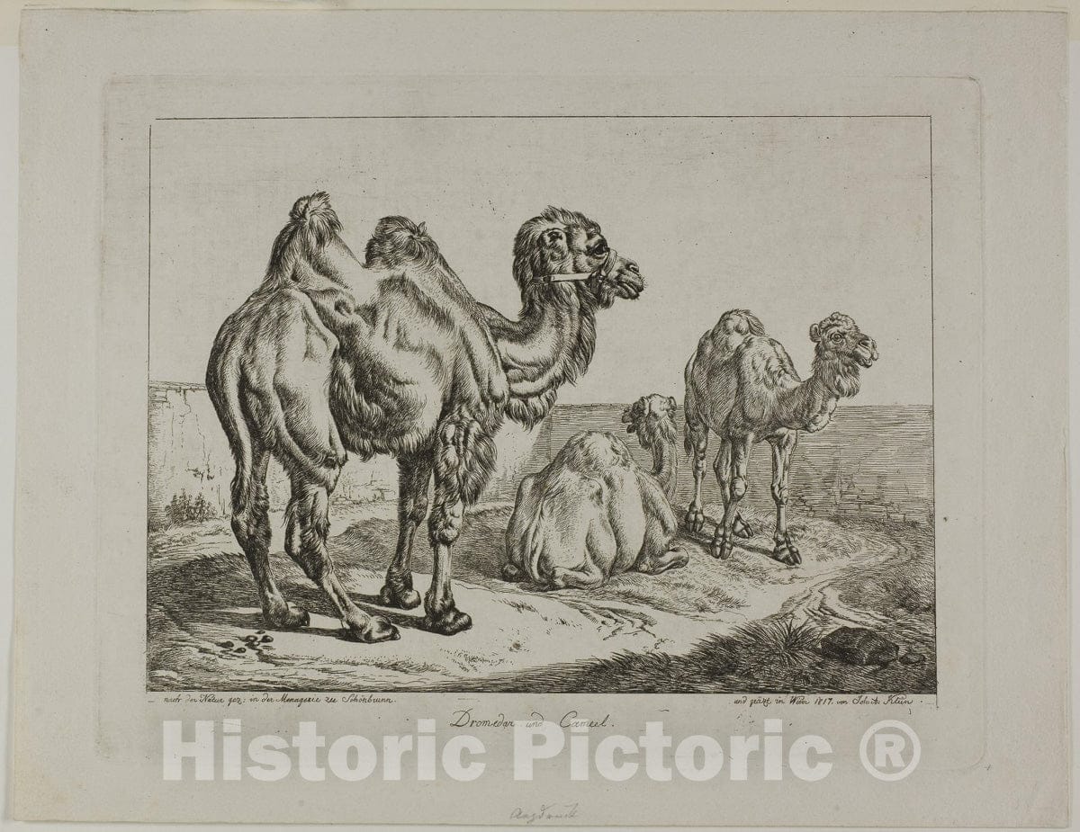 Art Print : Dromedary and Camel, Johann Adam Klein, c.1645, Vintage Wall Decor :