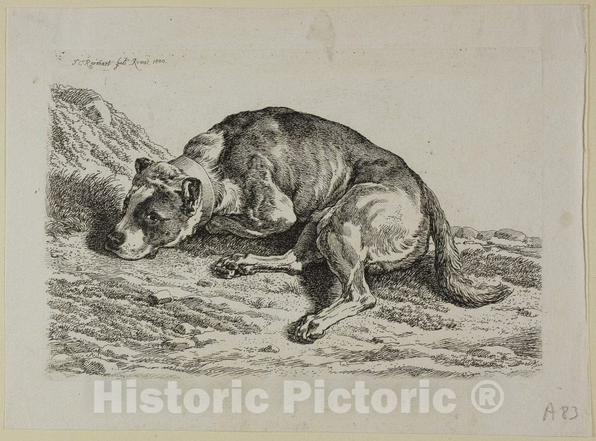 Art Print : Dog Laying Down, from from Die Zweite Thierfolge, Johann Christian Reinhart, c 1920, Vintage Wall Decor :