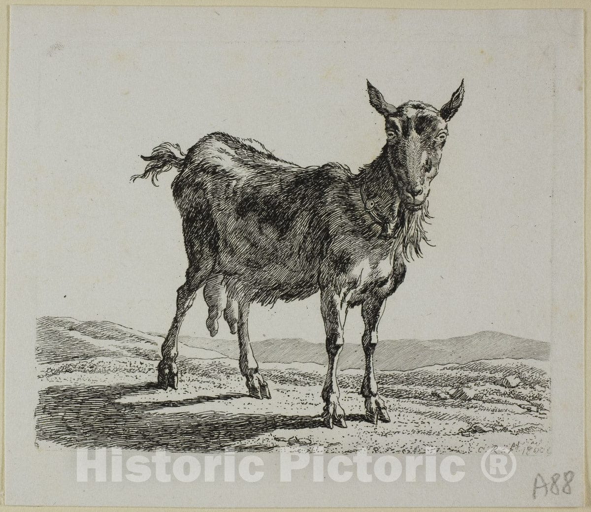 Art Print : Standing Goat, from Die Zweite Thierfolge, Johann Christian Reinhart, c 1893, Vintage Wall Decor :