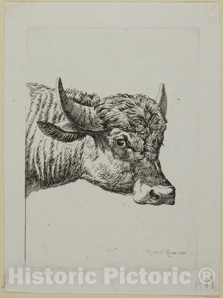 Art Print : Head of a Buffalo, from Die Zweite Thierfolge, Johann Christian Reinhart, c.1612, Vintage Wall Decor :