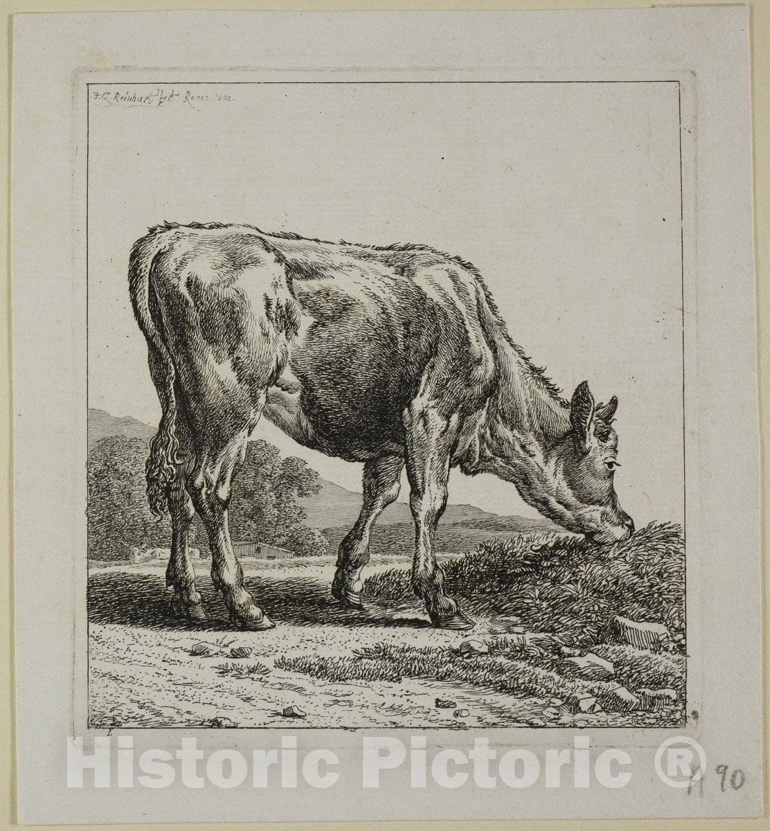 Art Print : Calf Feeding, from Die Zweite Thierfolge, Johann Christian Reinhart, c.1748, Vintage Wall Decor :