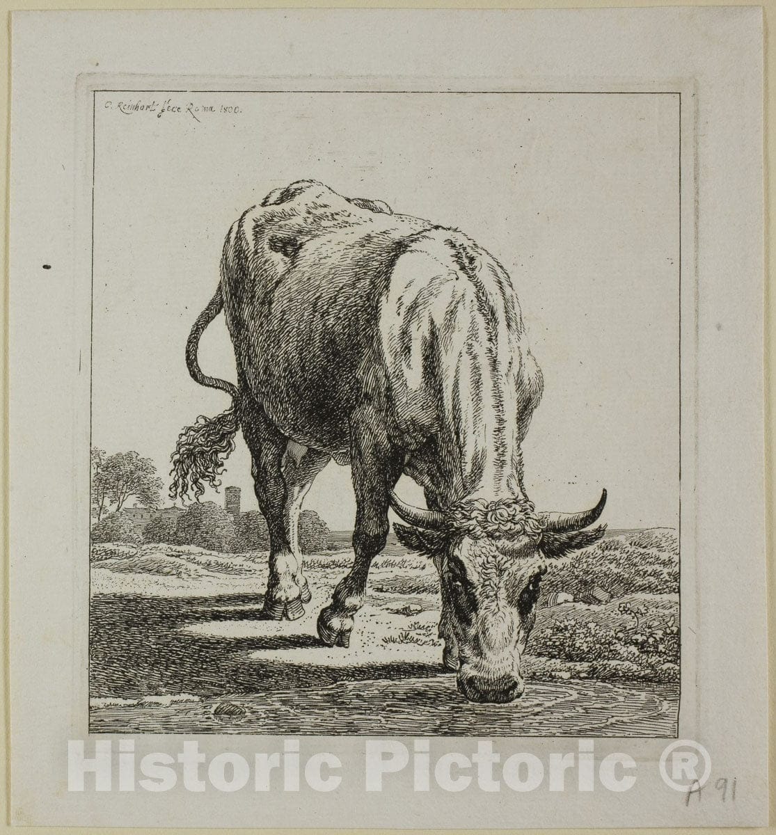 Art Print : Cow Drinking, from Die Zweite Thierfolge, Johann Christian Reinhart, c.1713, Vintage Wall Decor :