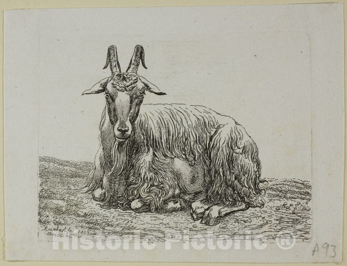 Art Print : Lying Goat, from Die Zweite Thierfolge, Johann Christian Reinhart, c.1641, Vintage Wall Decor :