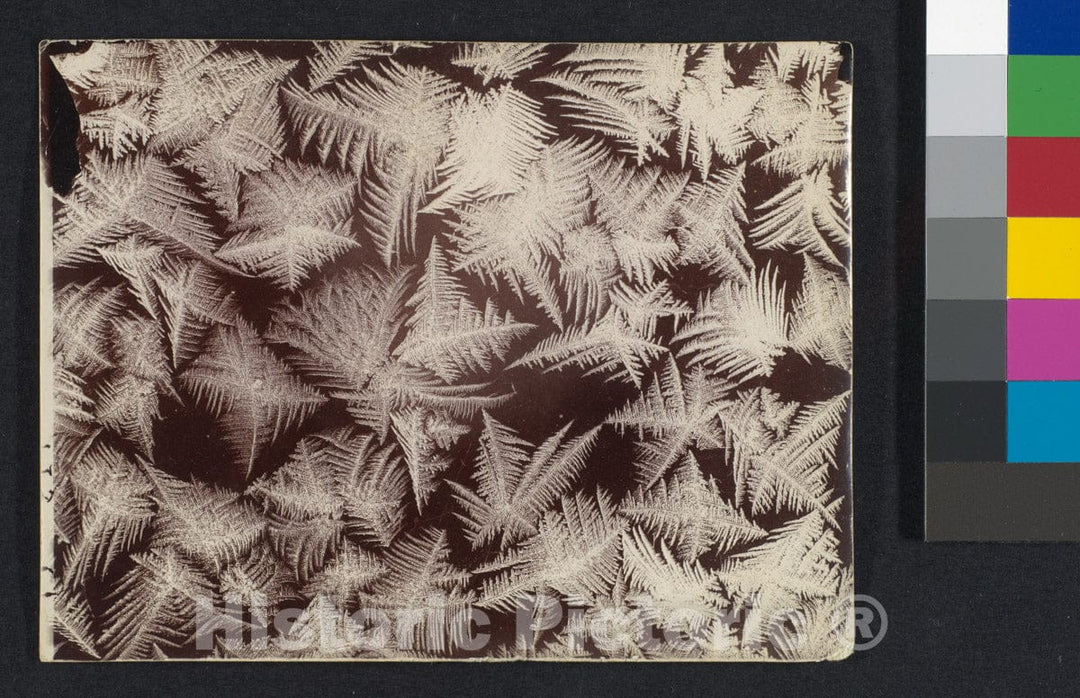 Photo Print : Wilson Alwyn Bentley - Frost : Vintage Wall Art
