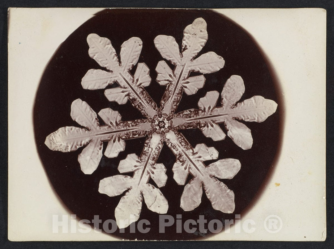 Photo Print : Wilson Alwyn Bentley - Snow Crystal 22 : Vintage Wall Art