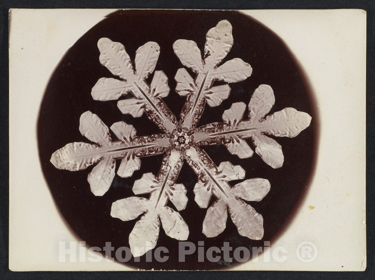 Photo Print : Wilson Alwyn Bentley - Snow Crystal 22 : Vintage Wall Art