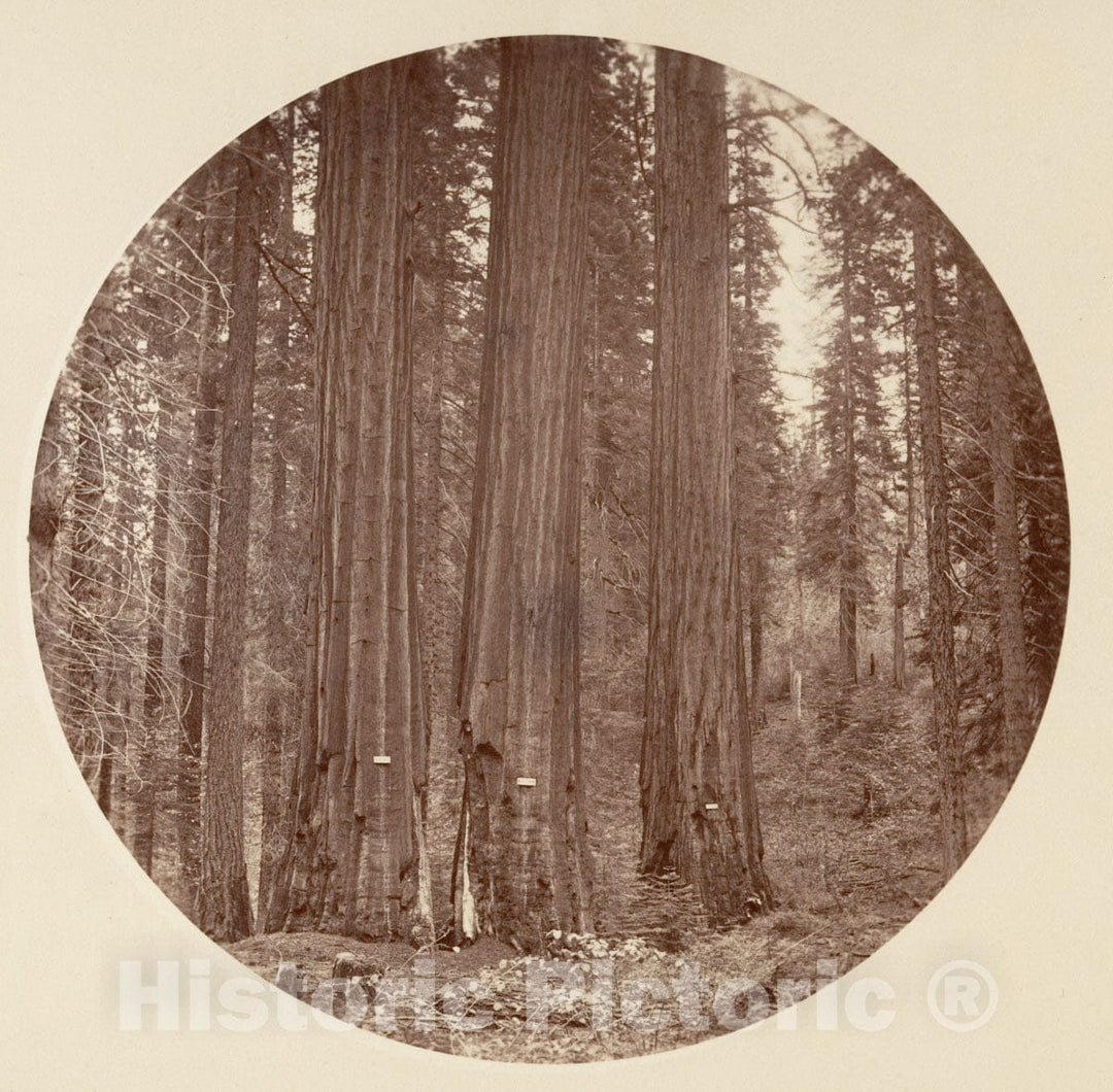 Photo Print : Carleton E. Watkins - Yosemite National Park, California 1 : Vintage Wall Art