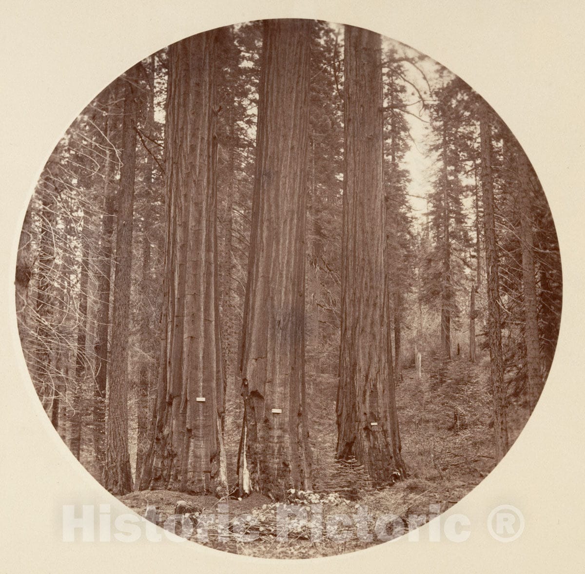 Photo Print : Carleton E. Watkins - Yosemite National Park, California 1 : Vintage Wall Art