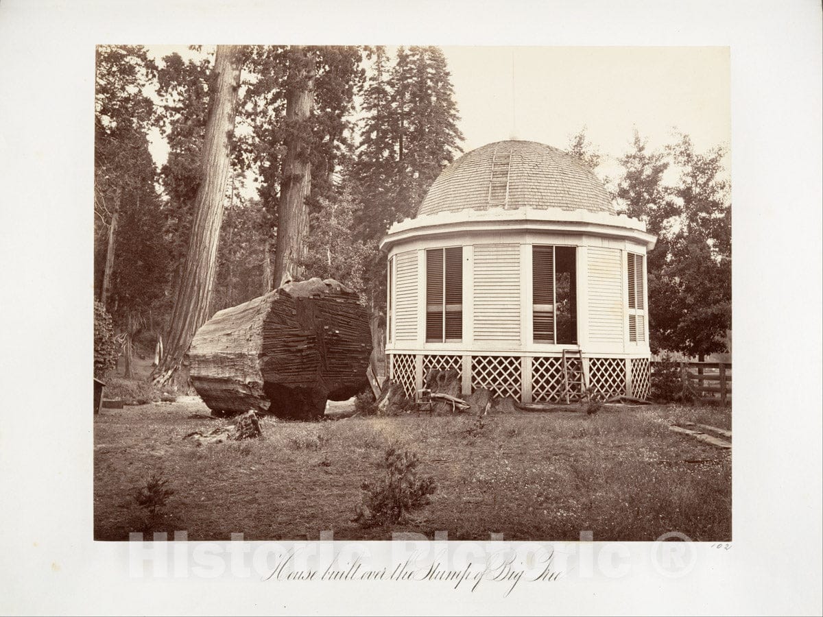 Photo Print : Carleton E. Watkins - The House Built Over The Stump of a Big Tree : Vintage Wall Art