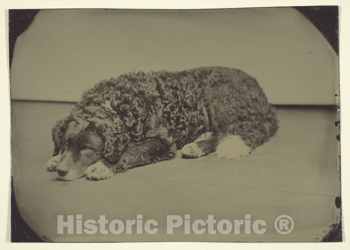 Art Photo : Untitled (Dog), Unknown, c 1986, Vintage Wall Decor :