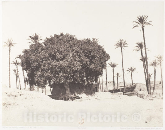 Photo Print : Félix Teynard - Esneh, Dattiers, Sycomore et Café Sur le Bord du Nil : Vintage Wall Art