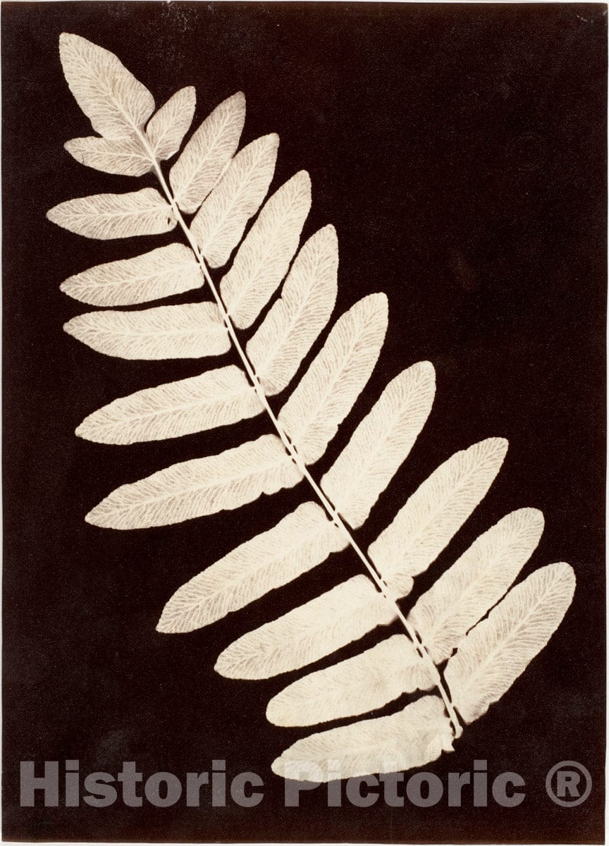 Photo Print : Botanical Specimen: Fern : Vintage Wall Art