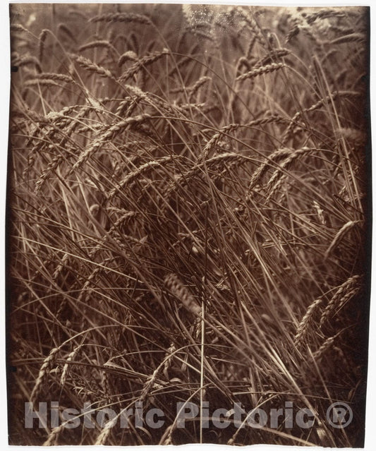 Photo Print : Eugène Atget - Blés : Vintage Wall Art
