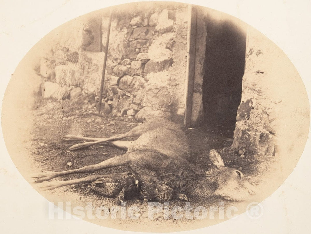 Photo Print : Horatio Ross - Dead Female Deer and Game Bird : Vintage Wall Art