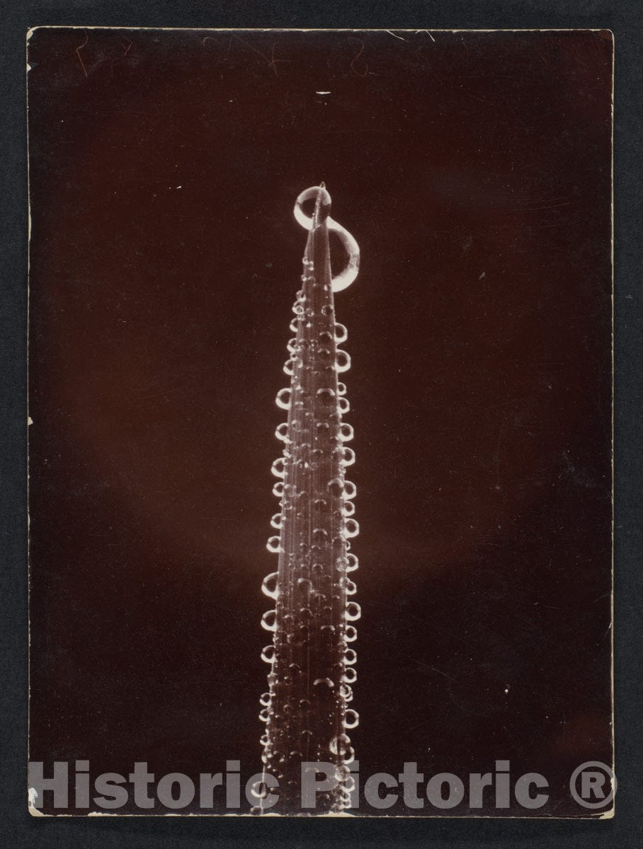 Photo Print : Wilson Alwyn Bentley - Dew on a Blade of Grass : Vintage Wall Art