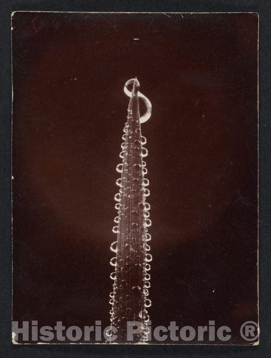 Photo Print : Wilson Alwyn Bentley - Dew on a Blade of Grass : Vintage Wall Art