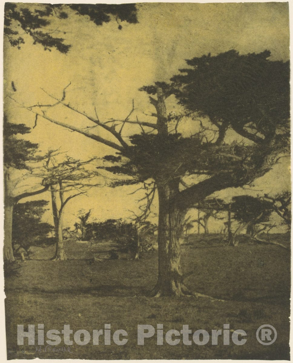 Photo Print : Henry Ravell - Cypress, Pebble Beach, California 1 : Vintage Wall Art