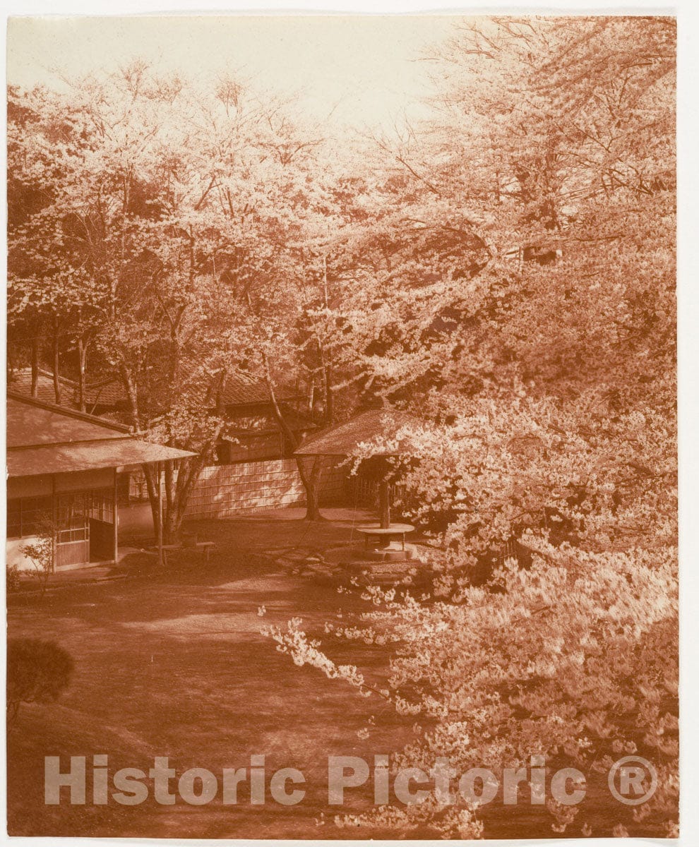 Photo Print : Adolf de Meyer - View of Blossoming Cherry Trees and a Cluster of Buildings : Vintage Wall Art
