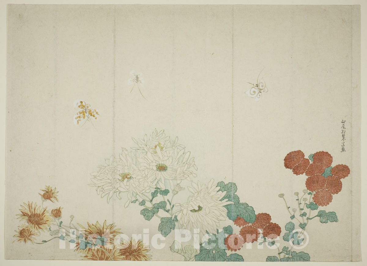 Art Print : Three Types of Chrysanthemums, Kitao Shigemasa, c 1790, Vintage Wall Decor :