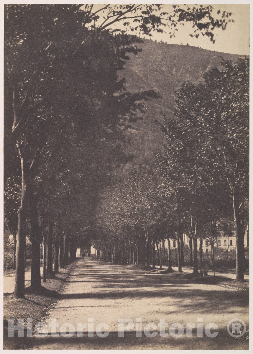 Photo Print : W. H. Guebhard - Allée of Trees, PAU : Vintage Wall Art