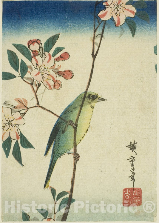 Art Print : Japanese white-eye on flowering branch, Utagawa Hiroshige, c 1840, Vintage Wall Decor :