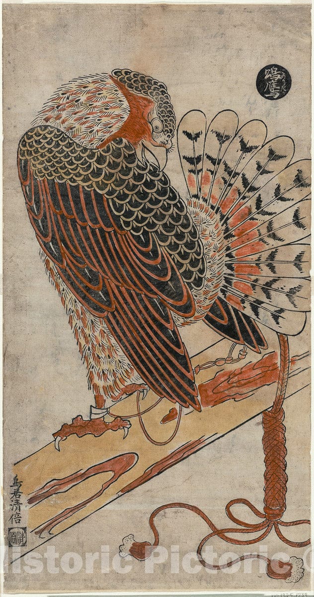 Art Print : Sparrowhawk (Konori taka), Torii Kiyomasu I, c 1716, Vintage Wall Decor :