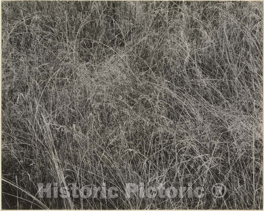 Photo Print : Alfred Stieglitz - Grass : Vintage Wall Art